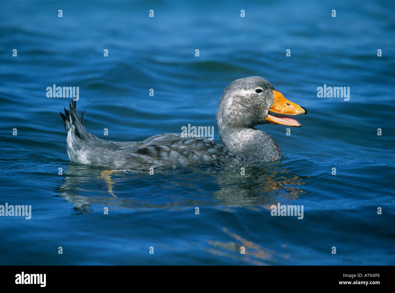 FALKLAND FLIGHTLESS STEAMER DUCK (Tachyceres brachypterus) male in the