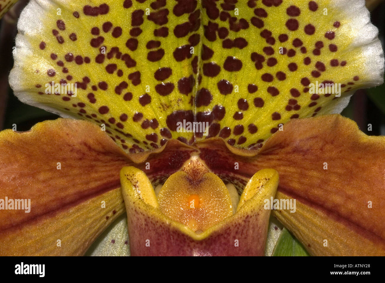 ORCHID (Paphiopedilum insigne) Wild  species. Close-up detail Stock Photo