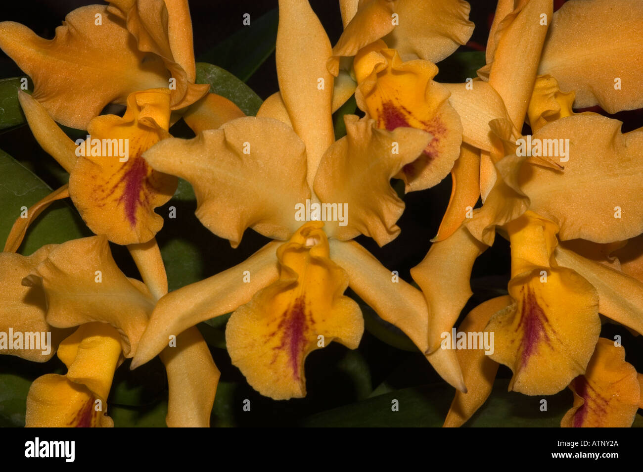 ORCHIDS (Laeliocattleya) 'Golden Sprite' Richard Stock Photo