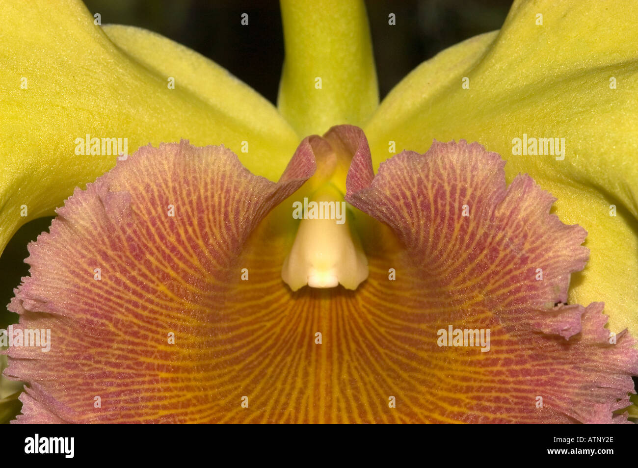 ORCHID, Hybrid Cattleya Close-up Stock Photo