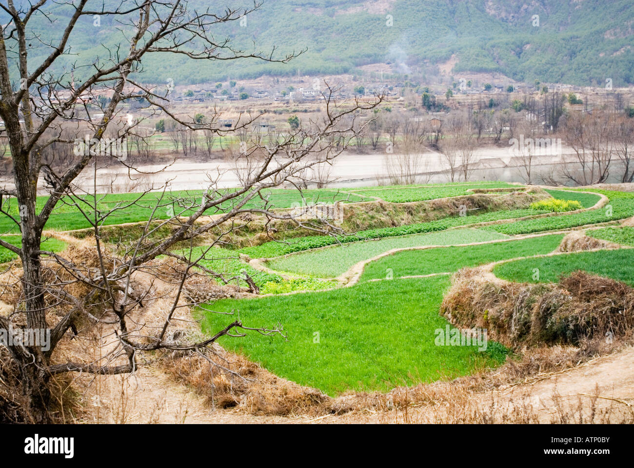 Chang jiang rice field hi-res stock photography and images - Alamy