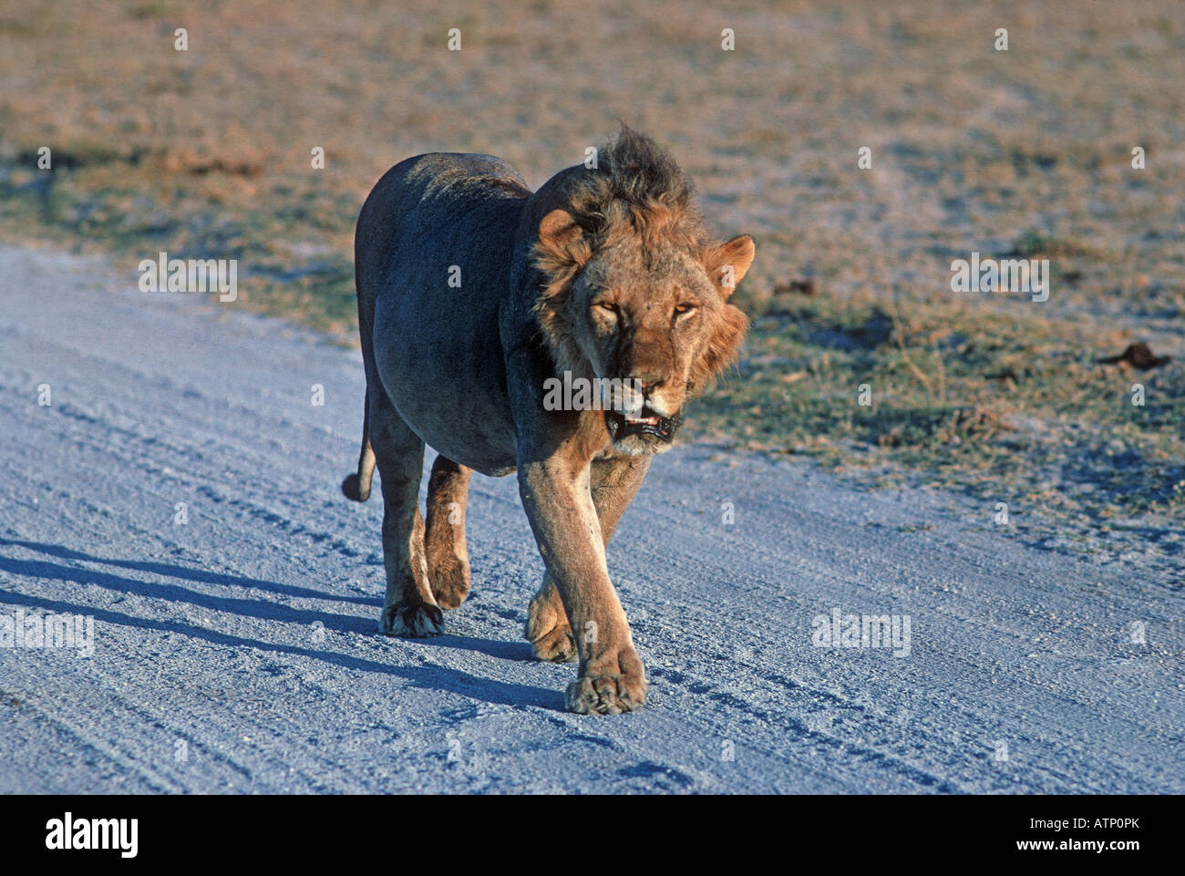 African lion Panthera leo walking in Masai Mara Game Reserve Kenya ...
