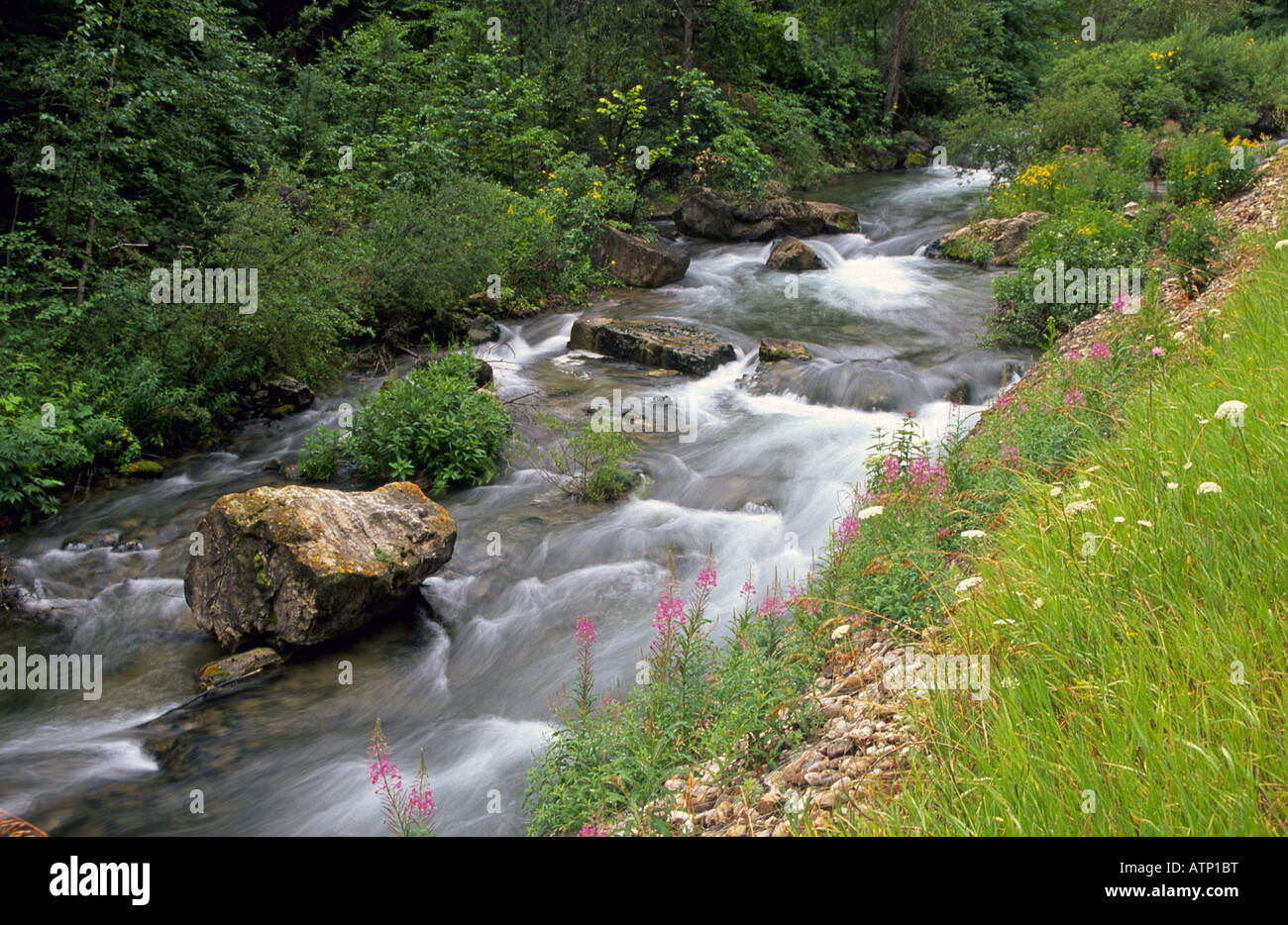 Fireweed grows along the banks of Spearfish Creek in Spearfish Canyon