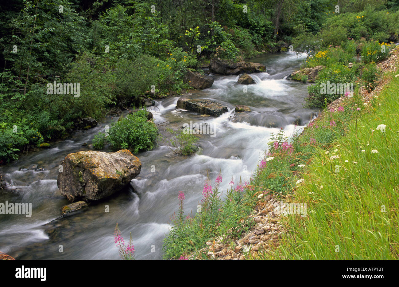 Fireweed grows along the banks of Spearfish Creek in Spearfish Canyon in the Black Hills of South Dakota Stock Photo