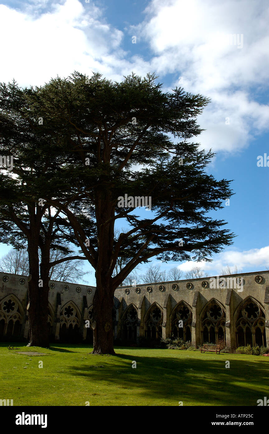 Yew tree on lawn in grounds of Salisbury Cathedral Salisbury Wiltshire ...