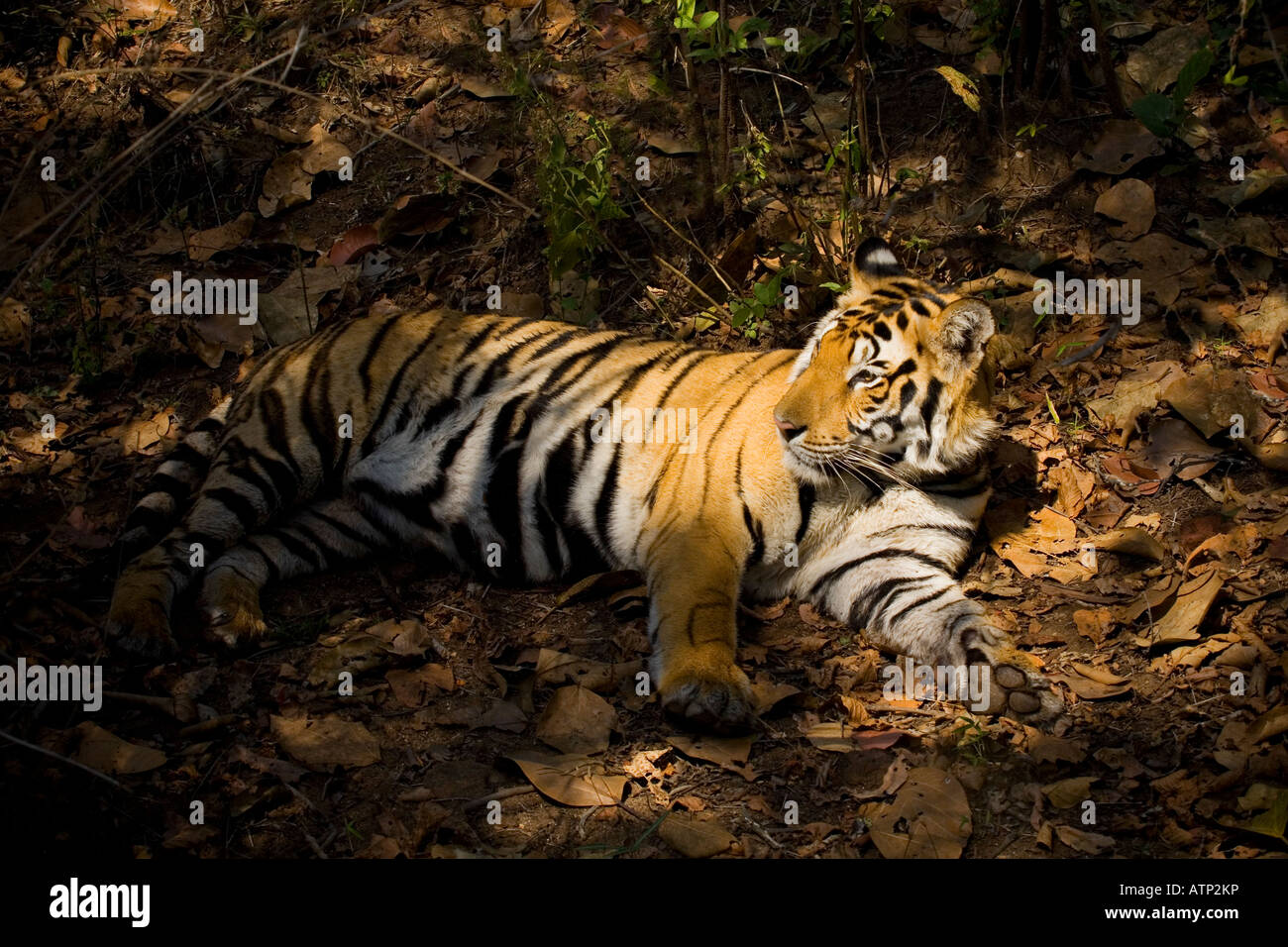 Royal Bengal Tiger resting in forest shade Kanha National Park Madhya Pradesh India Asia Stock Photo