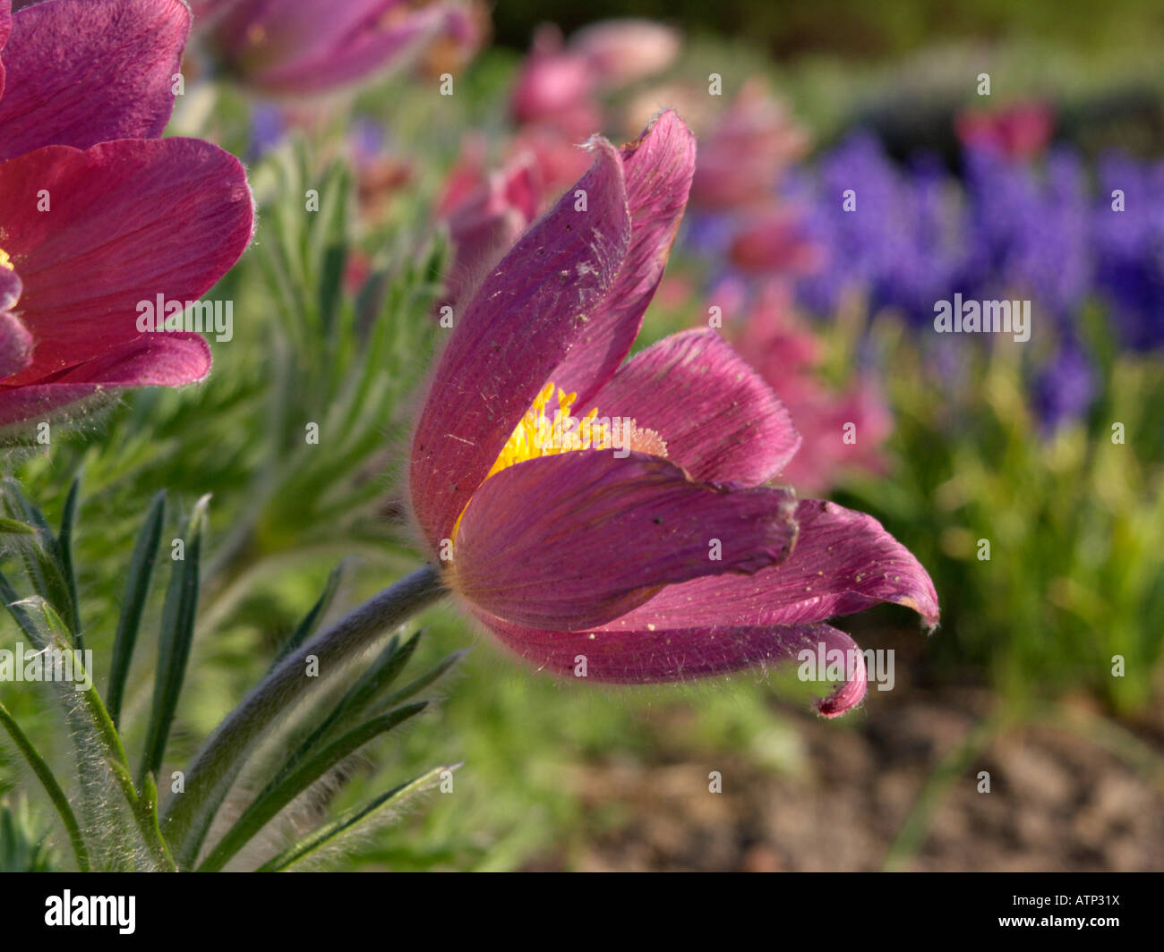 Common pasque flower (Pulsatilla vulgaris 'Rote Glocke') Stock Photo
