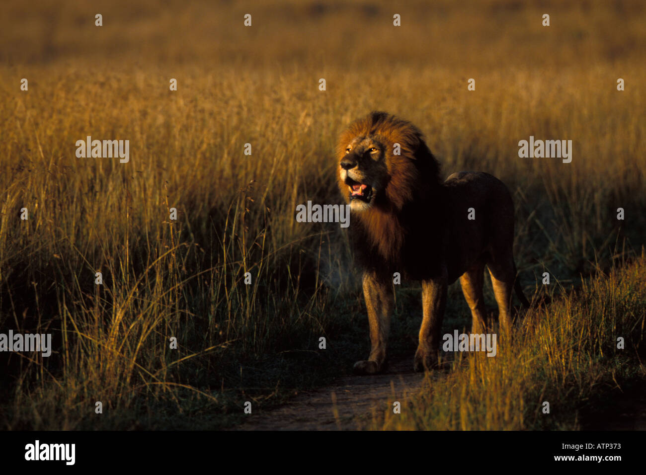 Male Lion Stands in Early Light Masai Mara Kenya Stock Photo