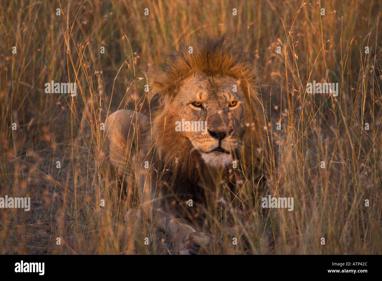 Golden maned Male Lion in High Grass Masai Mara Kenya Stock Photo