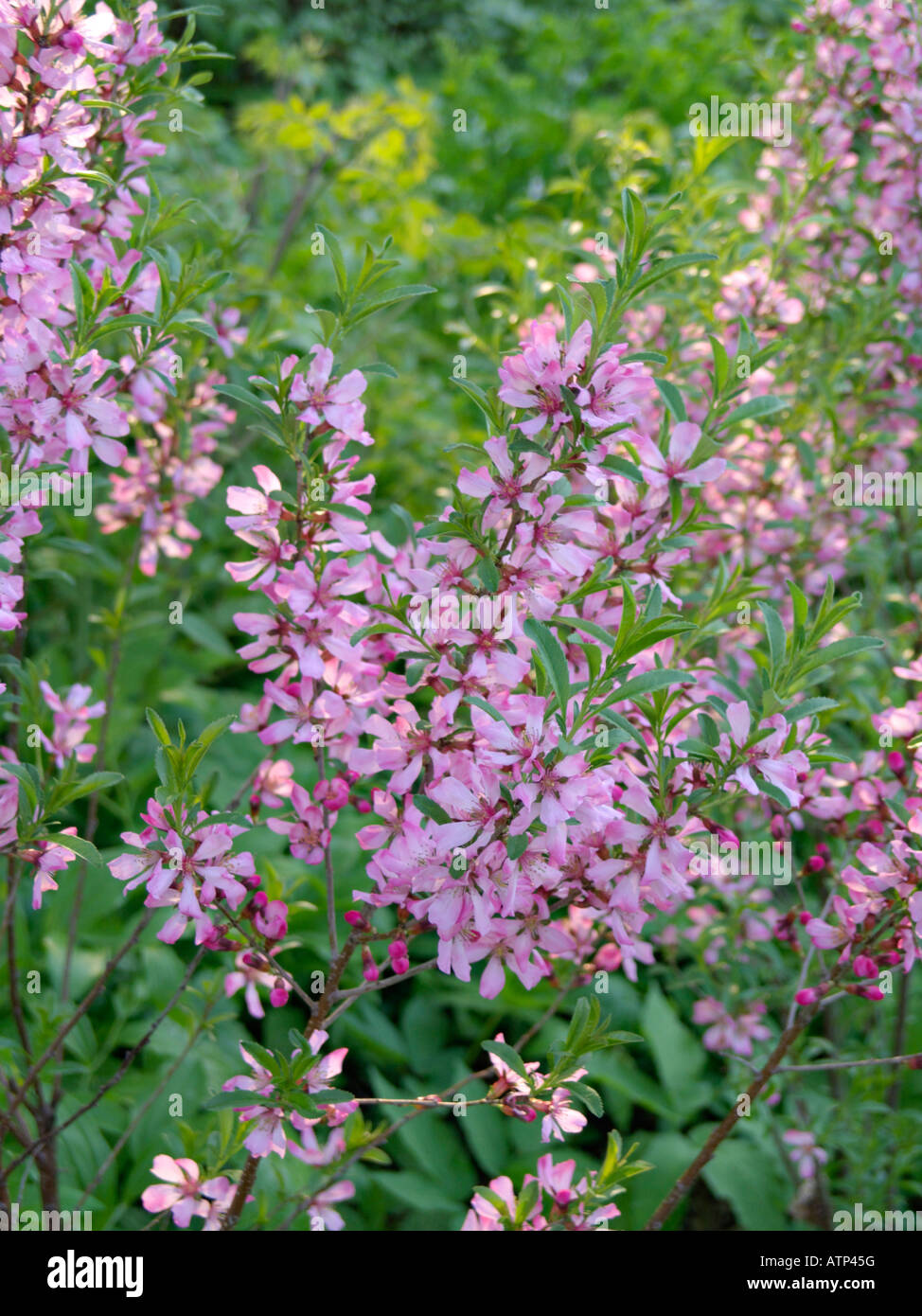 Dwarf Russian almond (Prunus tenella Stock Photo - Alamy