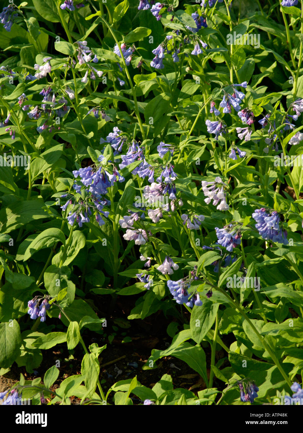 Virginia bluebells (Mertensia virginica) Stock Photo