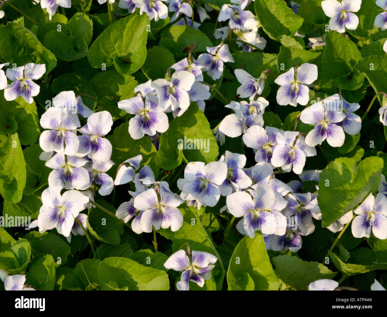 Common blue violet (Viola sororia 'Freckles') Stock Photo