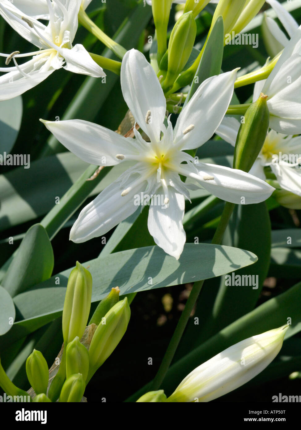 Sea daffodil (Pancratium illyricum Stock Photo Alamy