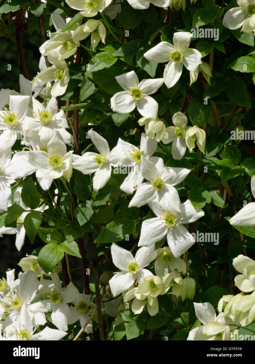 Anemone clematis (Clematis montana var. grandiflora) Stock Photo