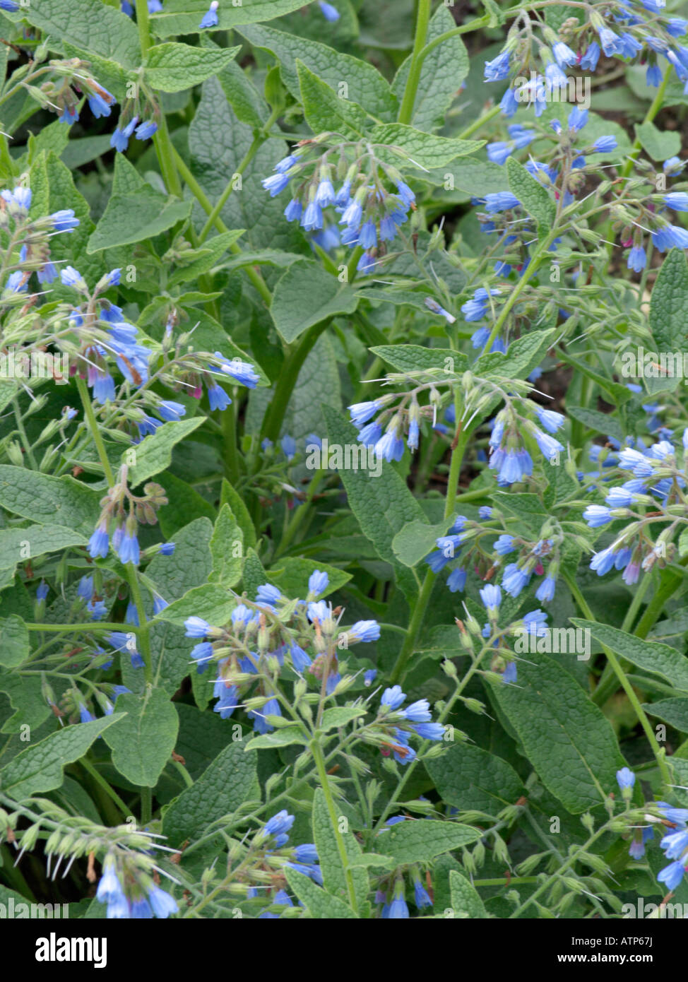 Blue comfrey (Symphytum azureum) Stock Photo