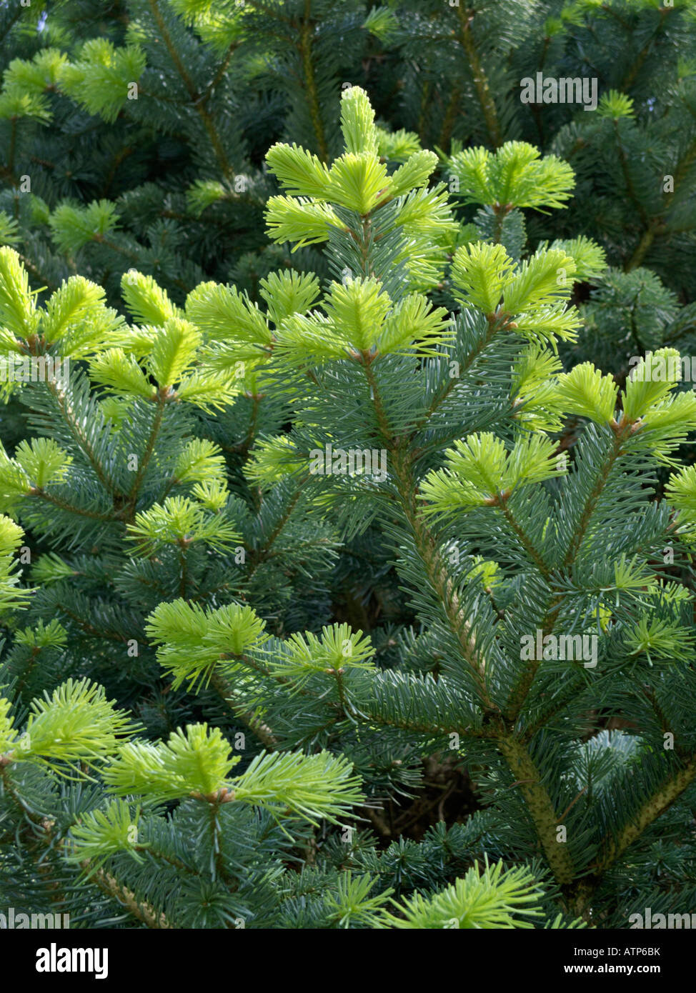 Alpine fir (Abies lasiocarpa) Stock Photo