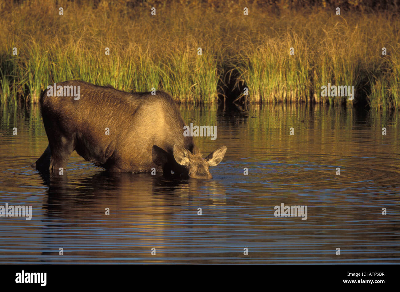 Moose female, Alces alces, feeding on aquatic vegetation Stock Photo ...