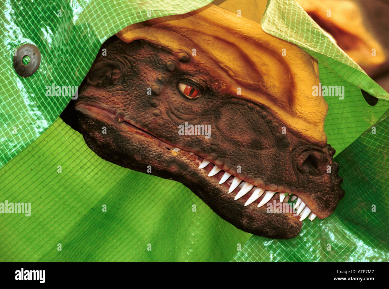 Dinosaur model under wraps before display UK Stock Photo