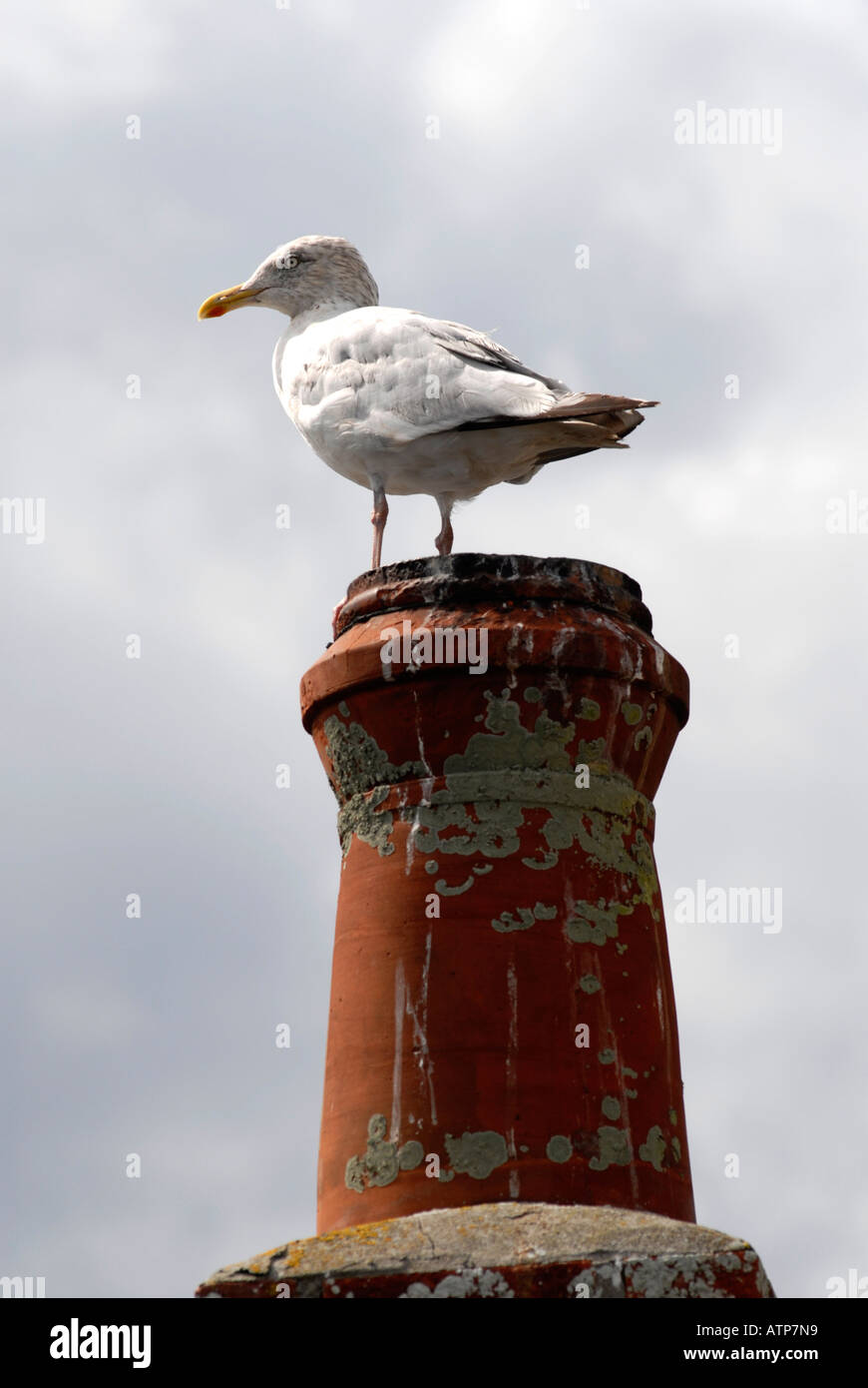 Herring Gull on a chimney in Cornwall UK Stock Photo