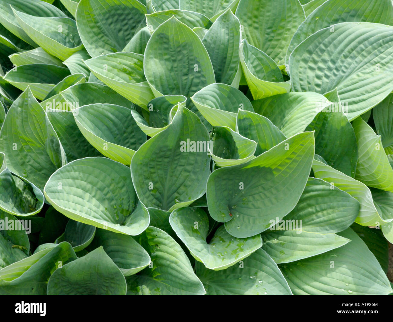 Plantain lily (Hosta gracillima) Stock Photo