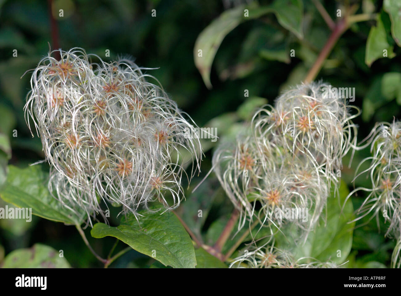 Clematis Vitalba Seed Heads Old Mans Beard Hi res Stock Photography And clematis-vitalba-seed-heads-old-mans-beard-hi-res-stock-photography-and