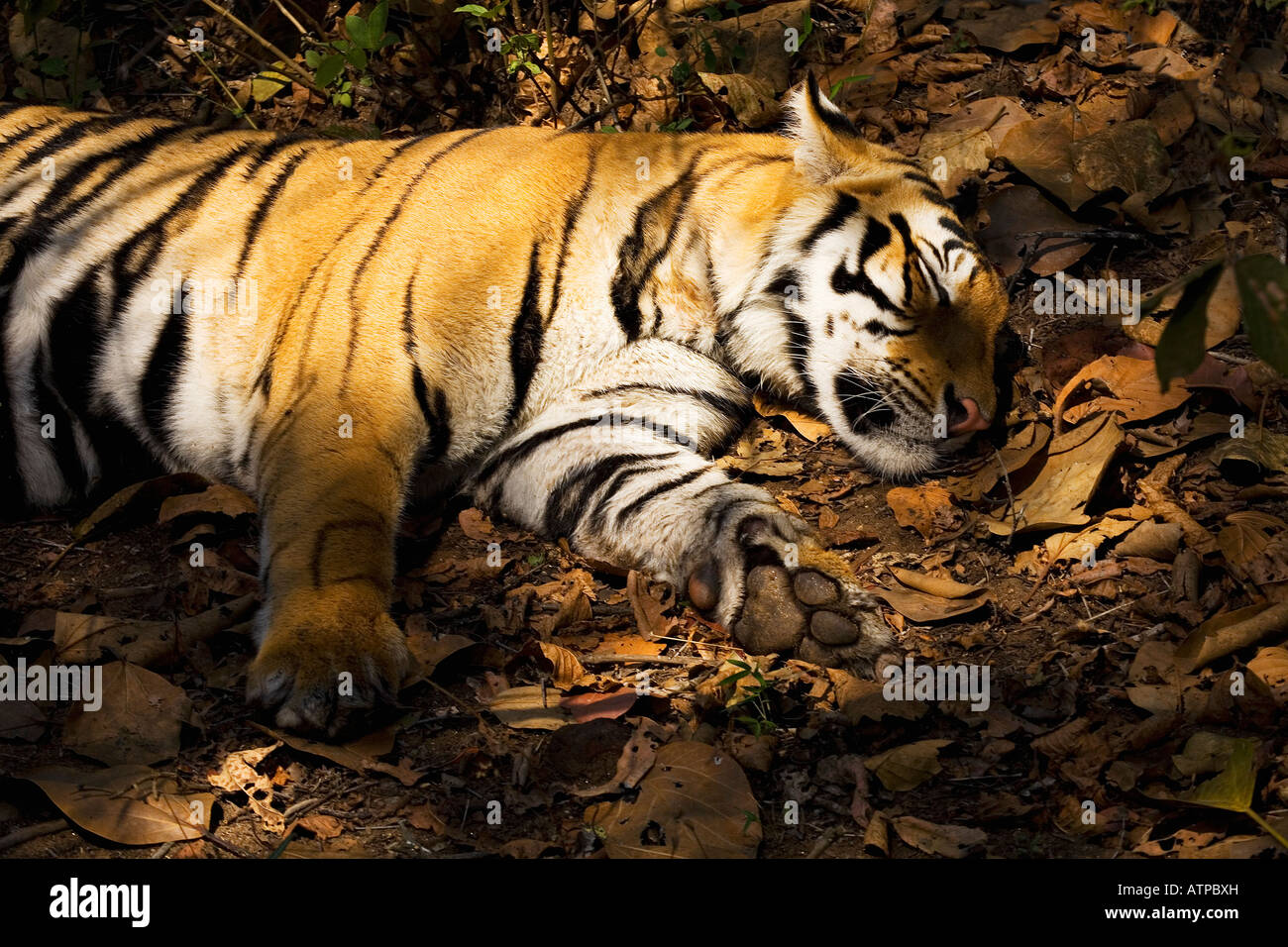 Royal Bengal Tiger resting in forest shade Kanha National Park Madhya Pradesh India Asia Stock Photo - Alamy Royal Bengal Tiger resting in forest shade Kanha National Park Madhya Pradesh India Asia Stock Photo - Alamy