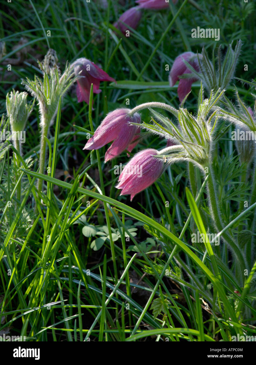 Common pasque flower (Pulsatilla vulgaris 'Rote Glocke') Stock Photo