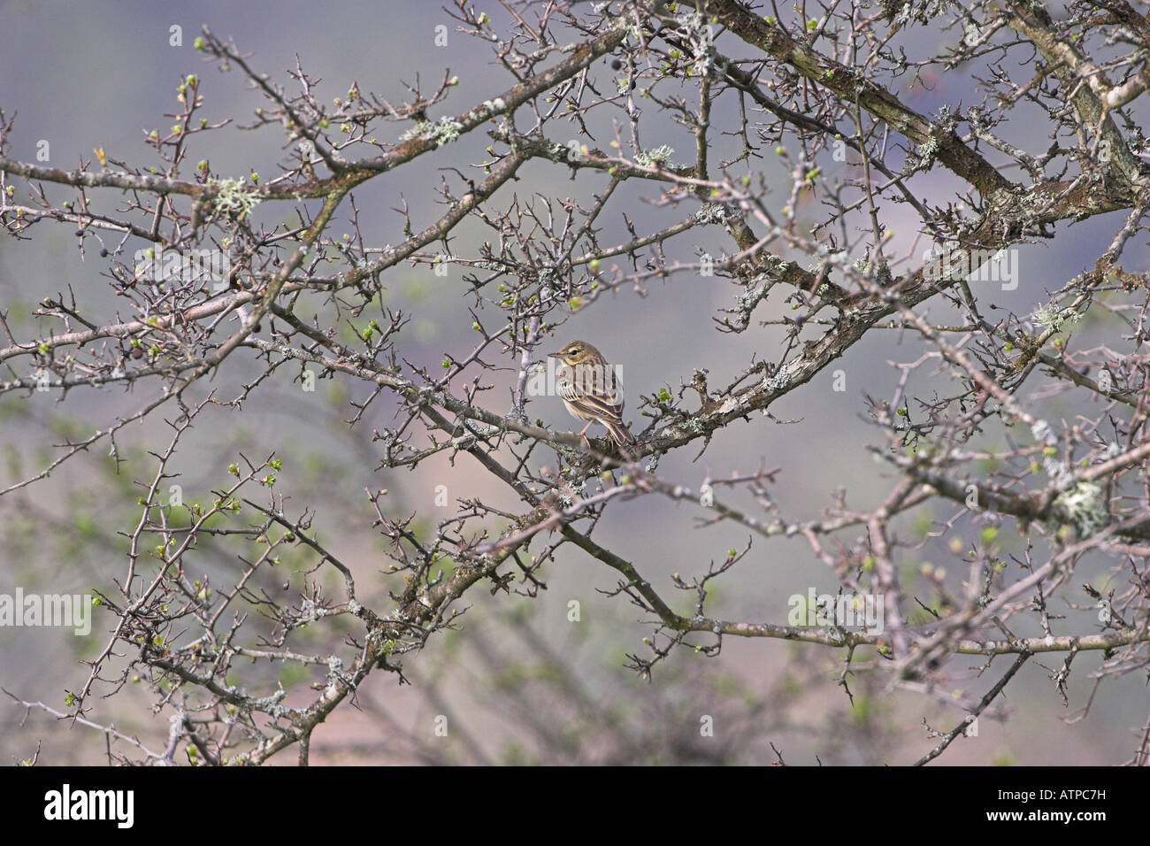 Tawny pipit Anthus campestris Asco Valley Corsica France Stock Photo
