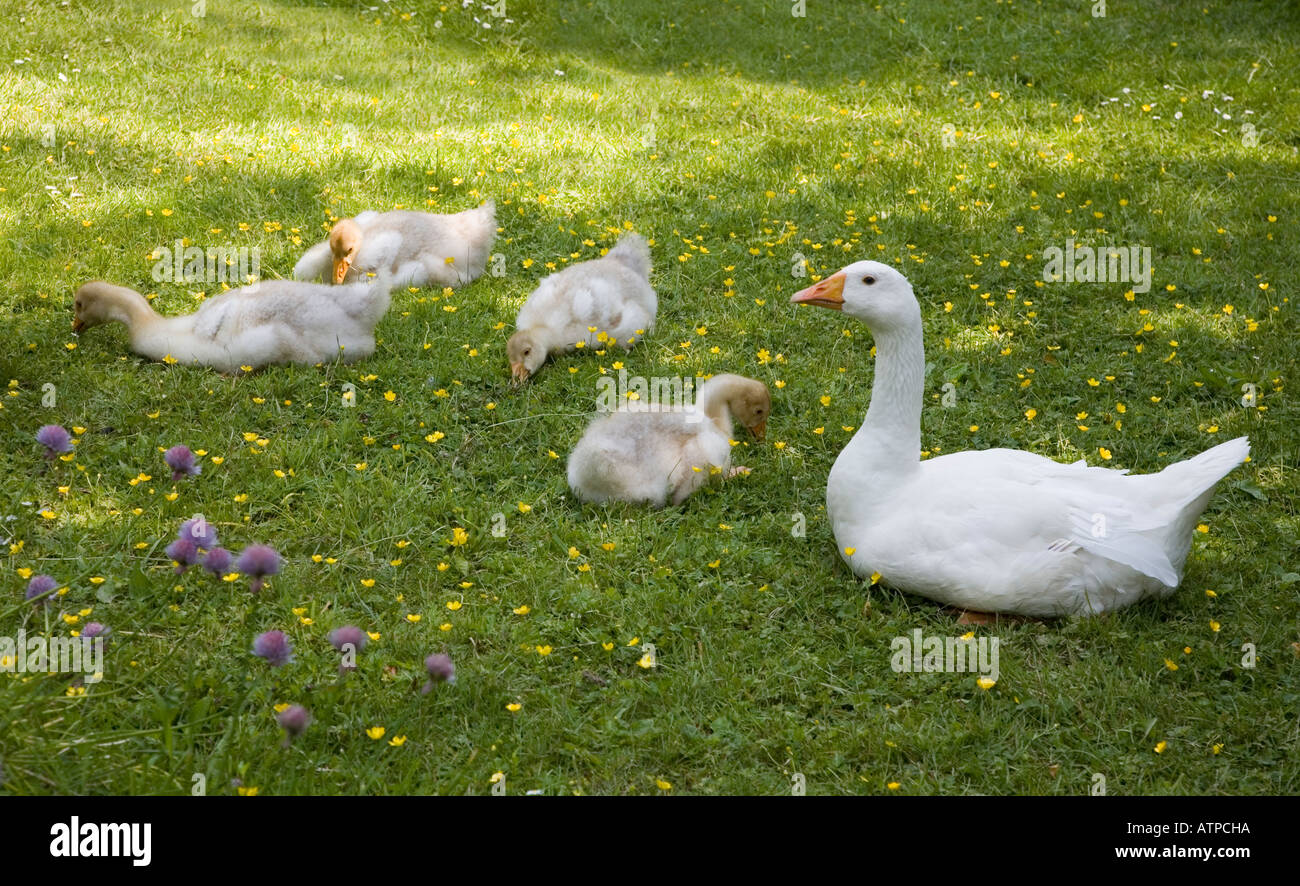 Goose with young goslings eating grass Wales UK Stock Photo