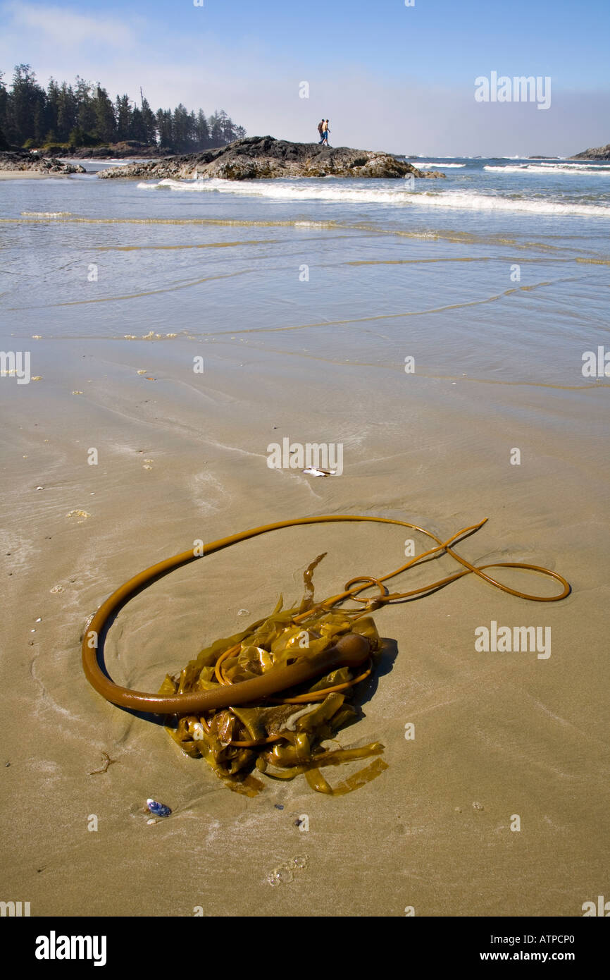 seaweed people