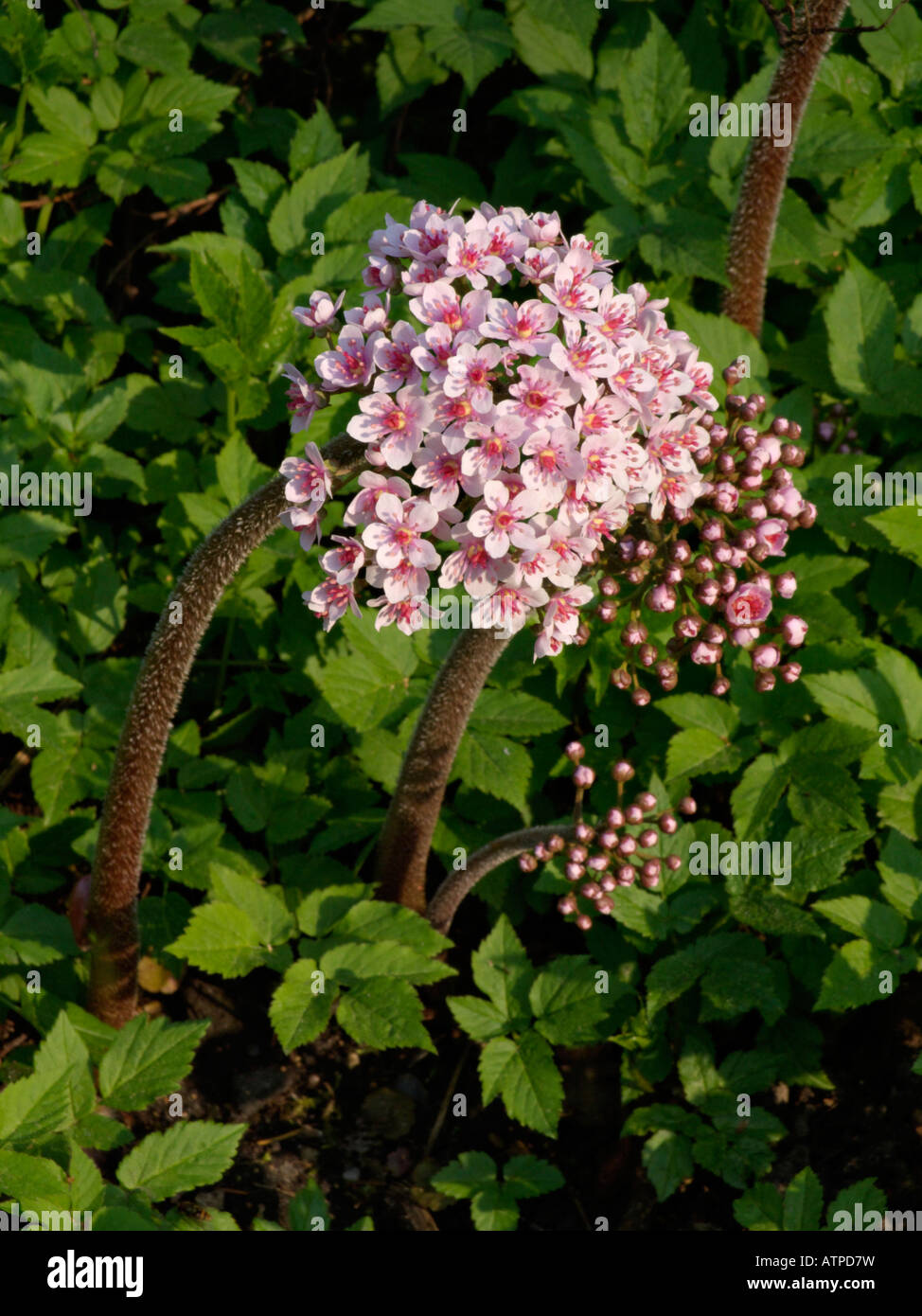 Umbrella plant (Darmera peltata syn. Peltiphyllum peltatum) Stock Photo