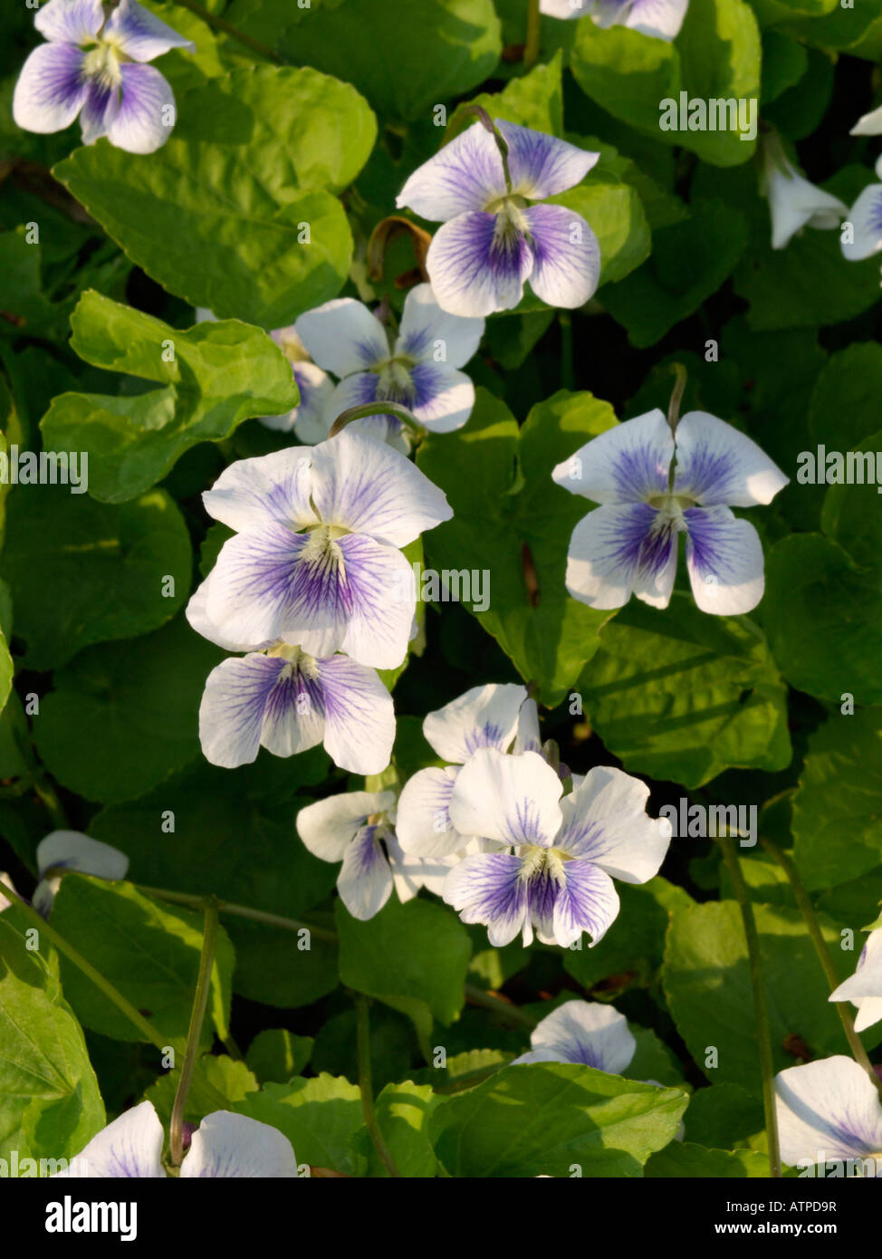 Common blue violet (Viola sororia 'Freckles') Stock Photo
