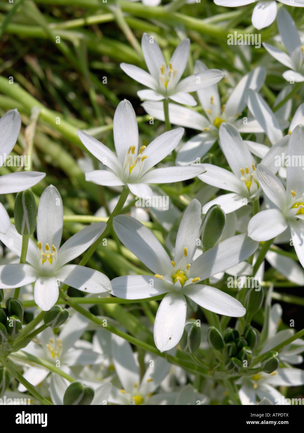 Star-of-Bethlehem (Ornithogalum umbellatum) Stock Photo