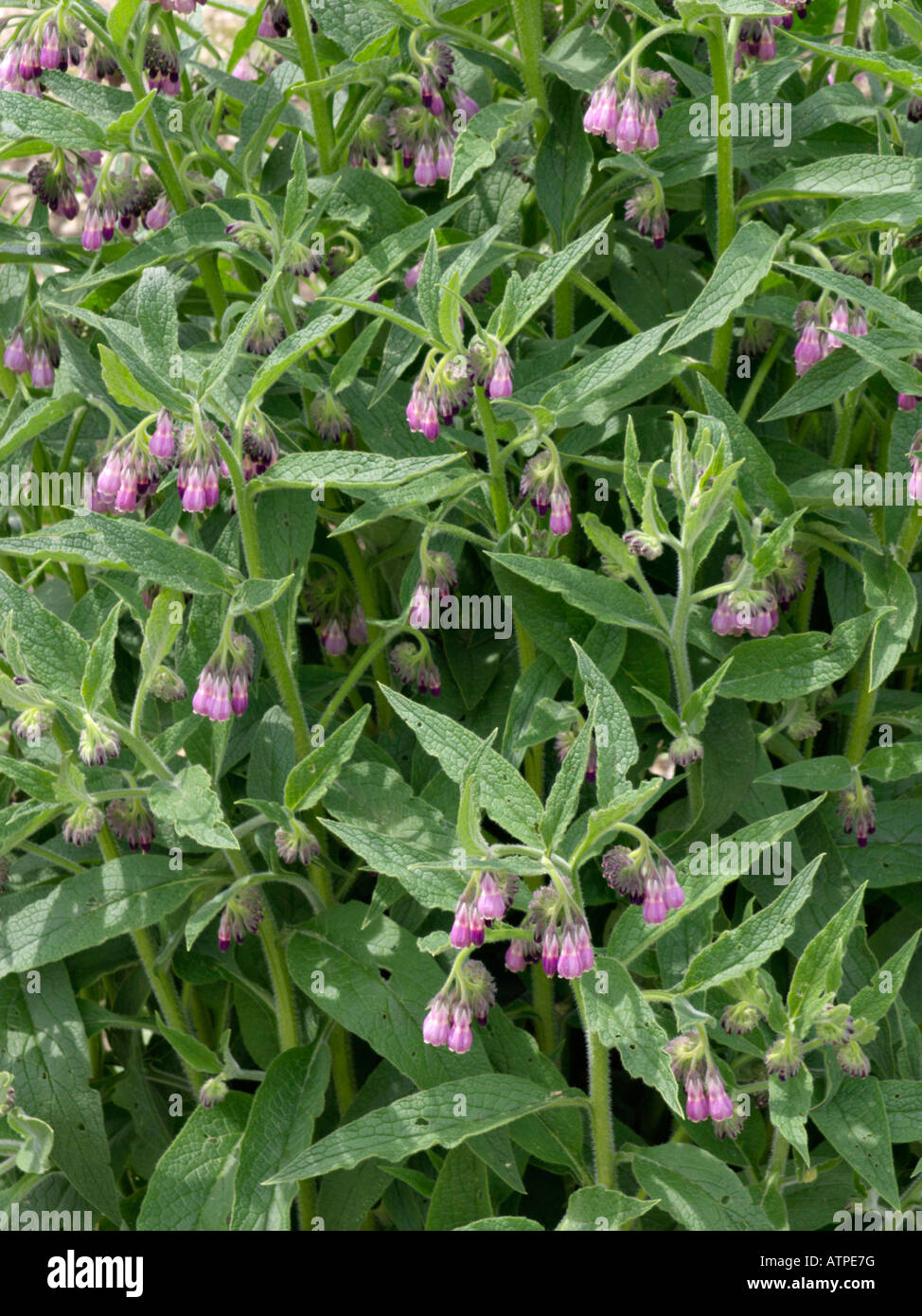 Common comfrey (Symphytum officinale Stock Photo - Alamy