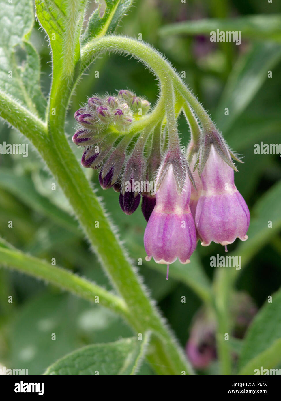 Common comfrey (Symphytum officinale Stock Photo - Alamy