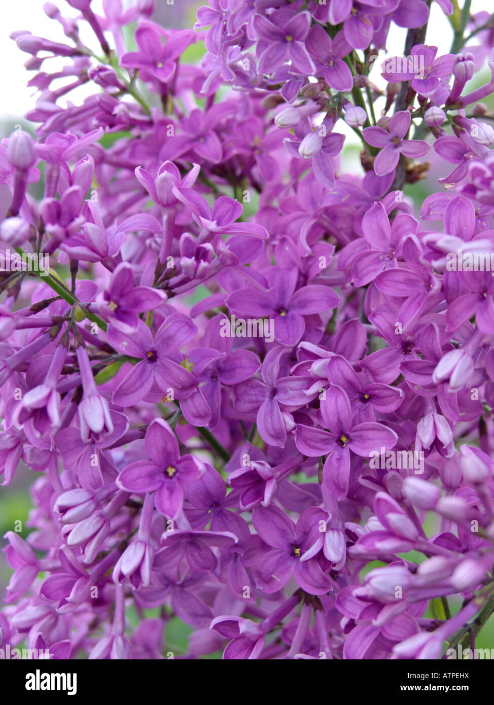 Chinese lilac (Syringa x chinensis) Stock Photo