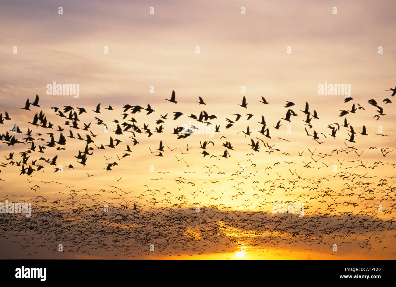 Geese flying to roost hires stock photography and images Alamy