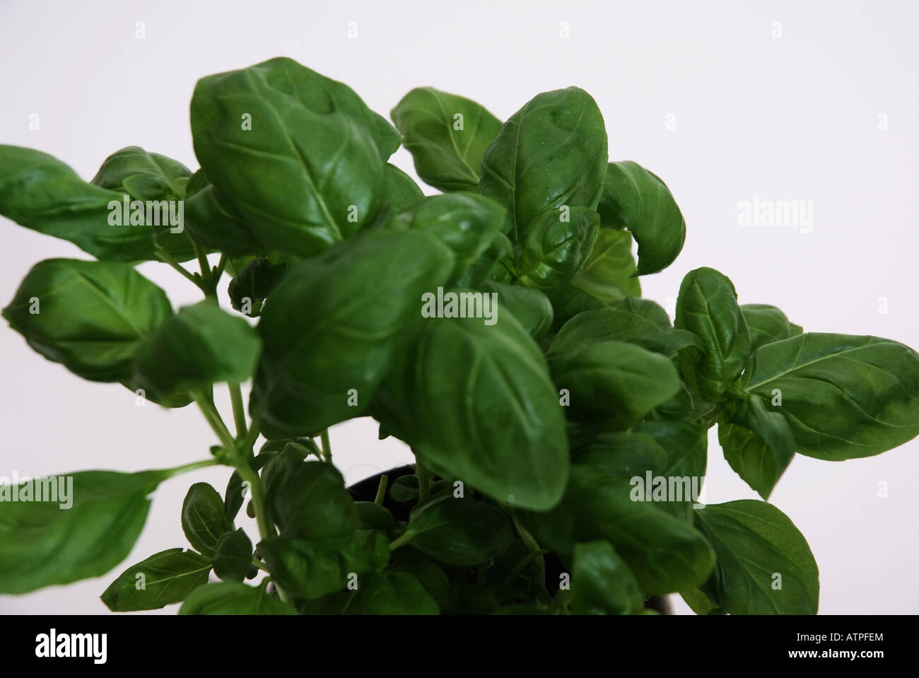 Basilikum (Ocimum basilicum) plant Stock Photo