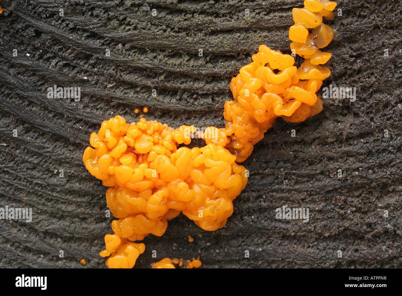 Orange jelly fungus, Dacrymyces palmatus Stock Photo