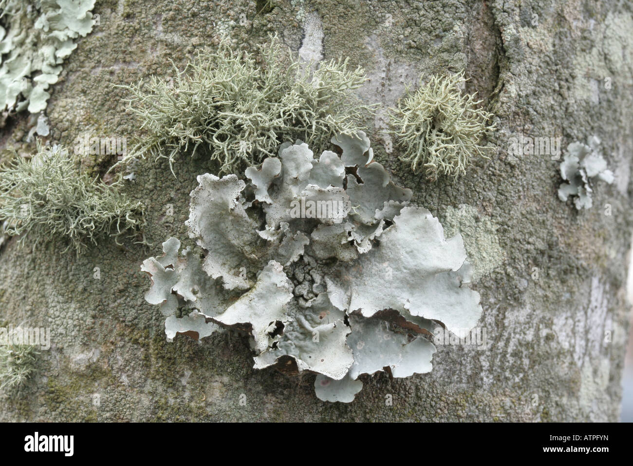 Fruticose (Cladonia sp.), foliose (Parmotrema sp.), and crustose (unidentified) lichens. Stock Photo