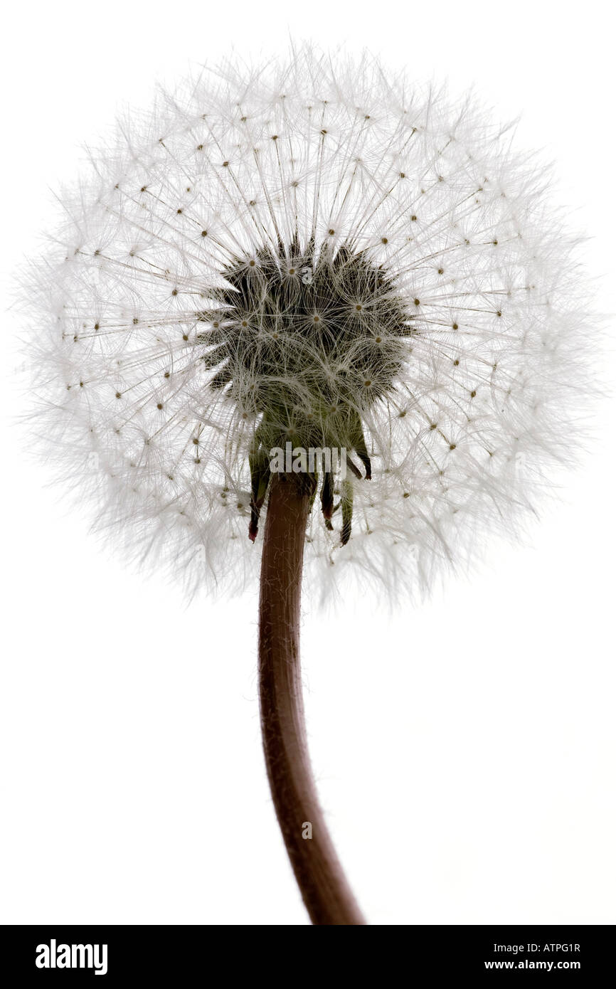 dandelion against white background Stock Photo
