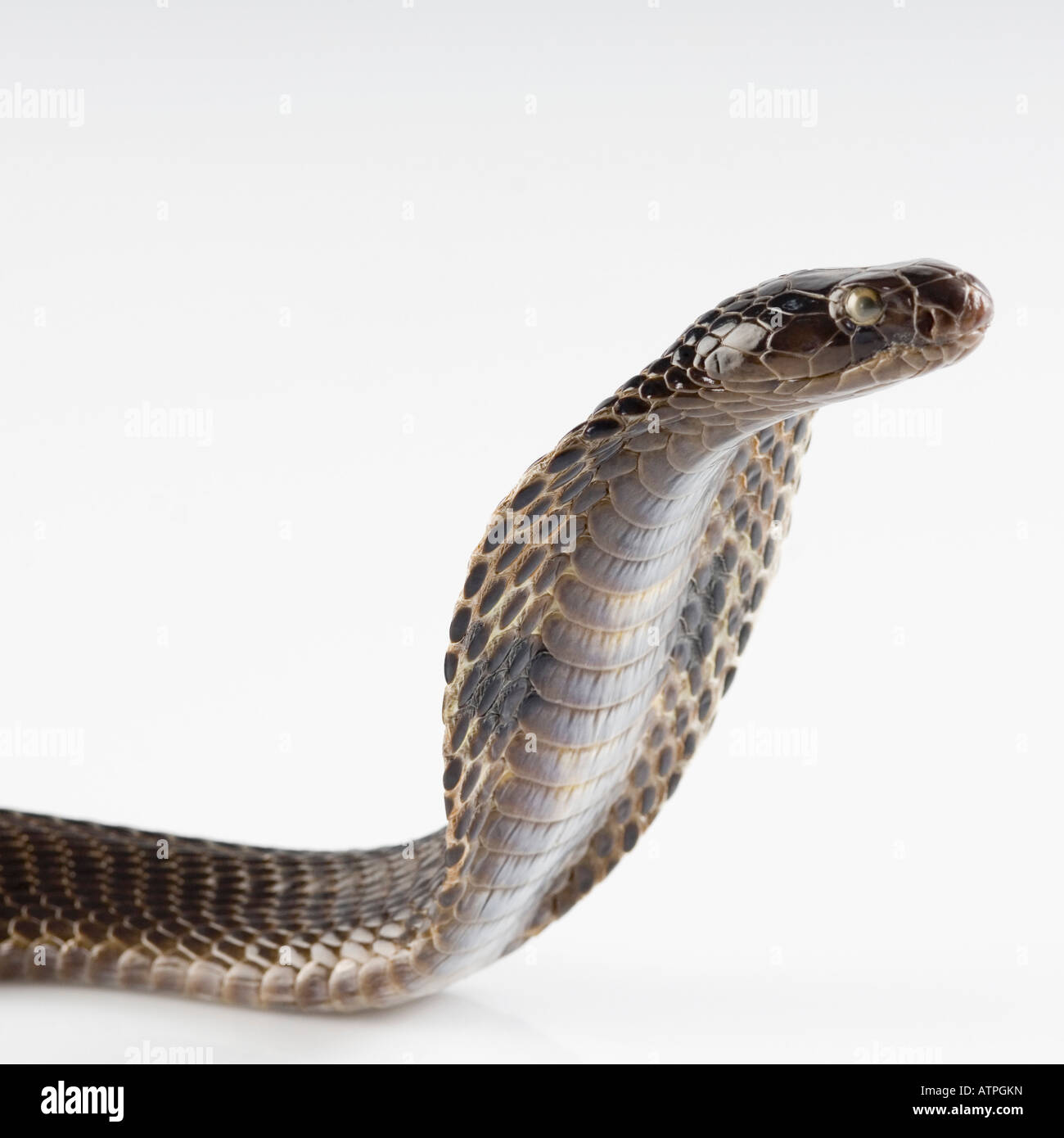 Close-up of a cobra Stock Photo