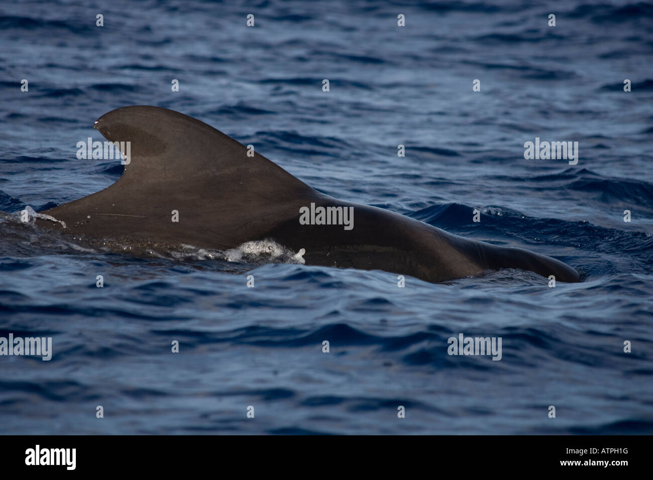 Short finned Pilot Whale La Gomera Spain diving Stock Photo