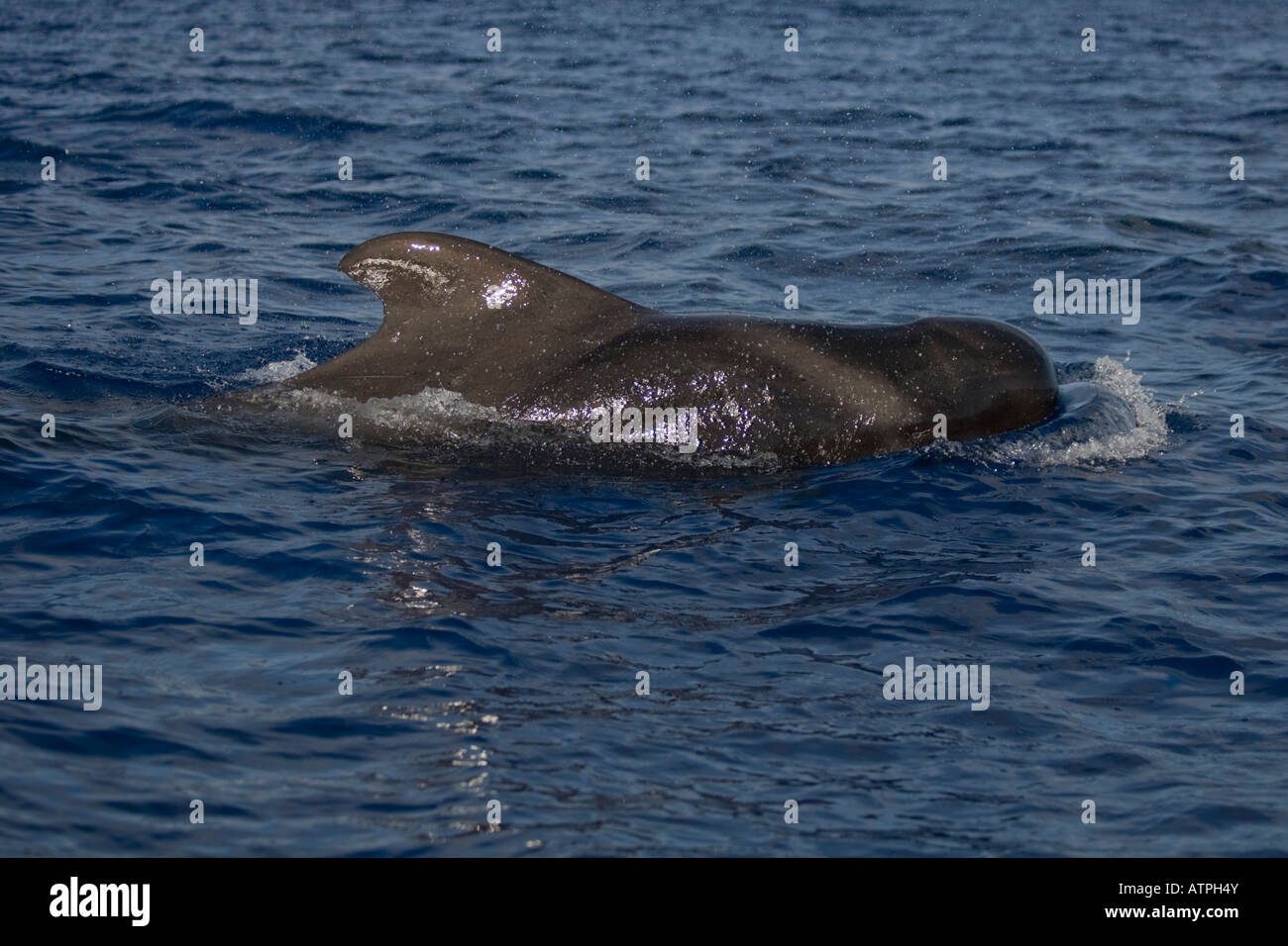 Short finned Pilot Whale La Gomera Spain surfacing Stock Photo
