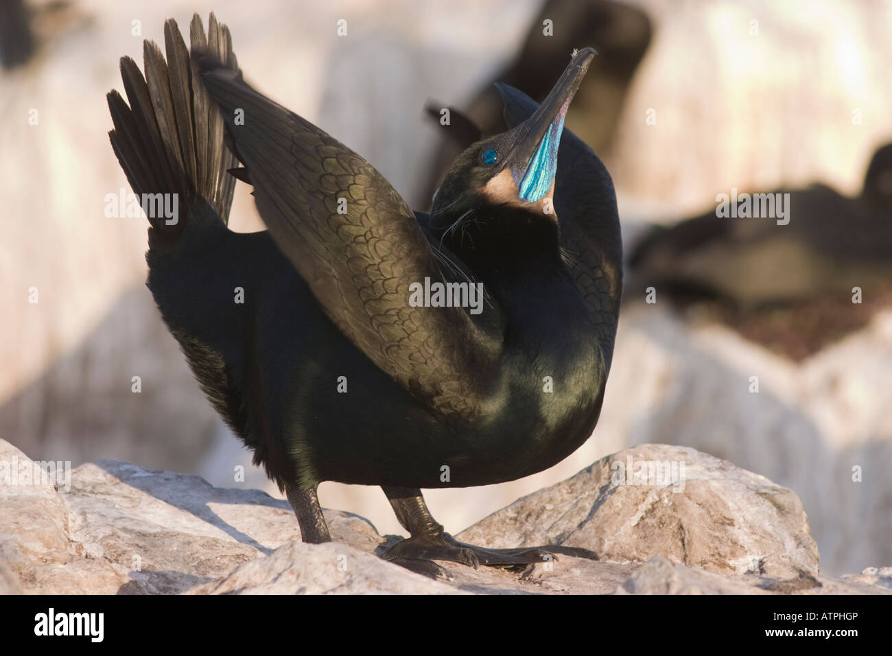 Brandt`s Cormorant Phalacrocorax penicillatus courtship displaying ...