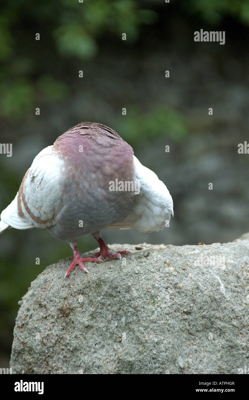 Pigeon grooming, giving the illusion of having no head Stock Photo - Alamy Pigeon grooming, giving the illusion of having no head Stock Photo - Alamy