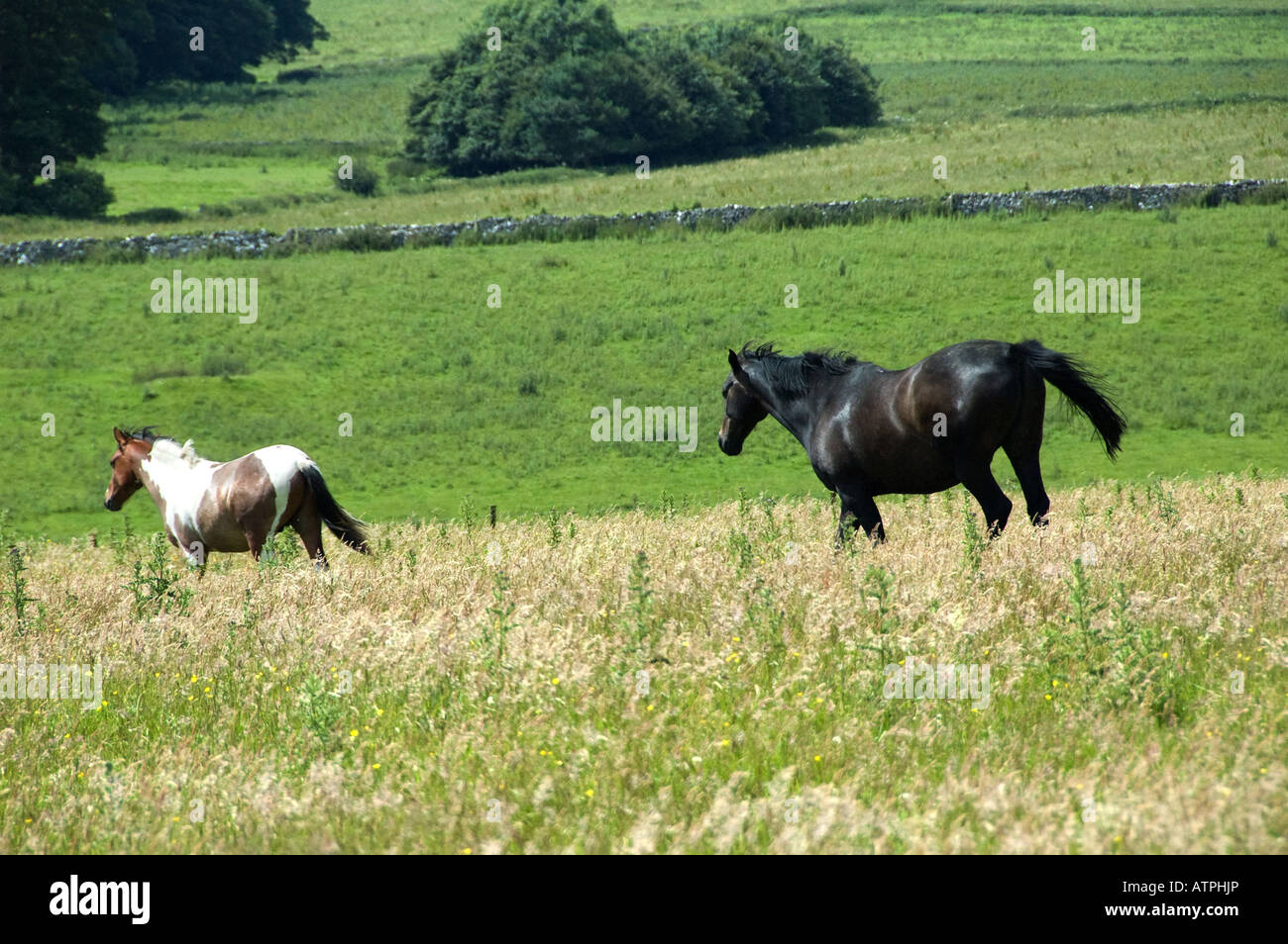 Two Horses walking across field Stock Photo