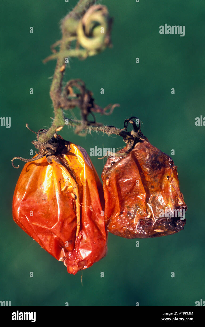 Two Tomatoes Decaying on the Vine Stock Photo