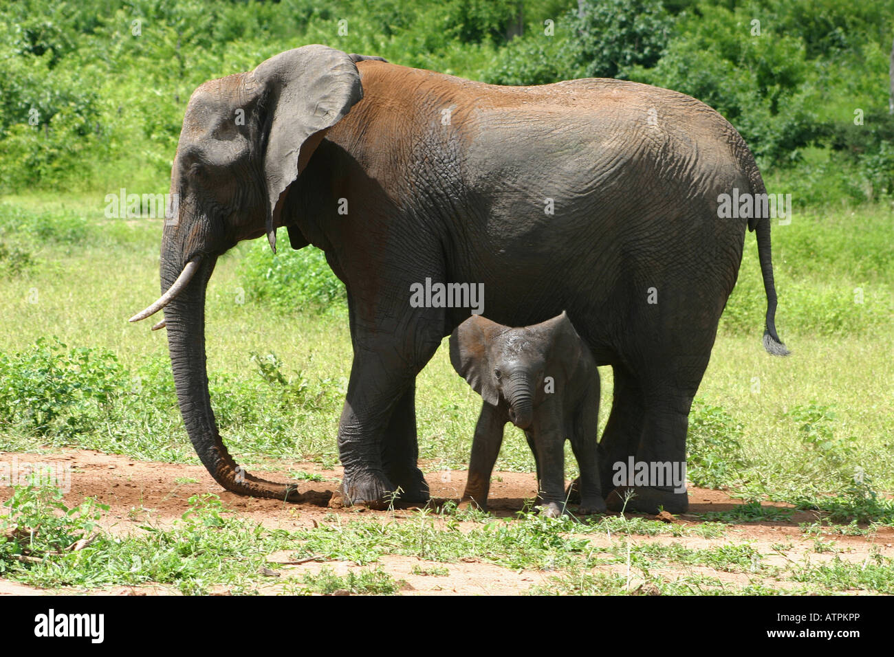 Elephant with Calf Stock Photo - Alamy