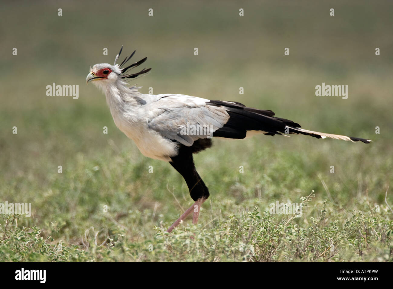 Sagittarius serpentarius eating hires stock photography and images Alamy